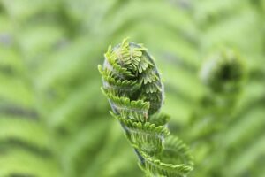 An unfurling fern frond