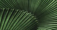 eaves of the fan palm Licuala cordata, backlit and photographed from underneath.