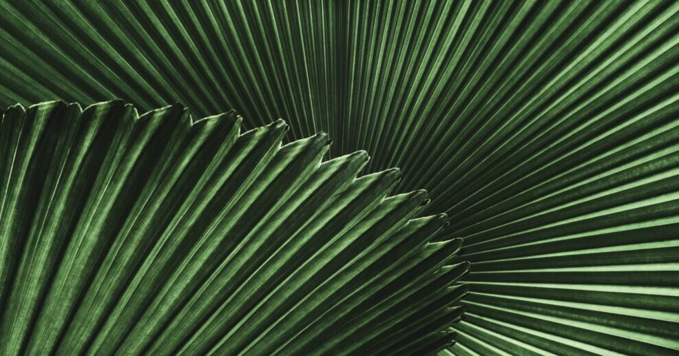 eaves of the fan palm Licuala cordata, backlit and photographed from underneath.